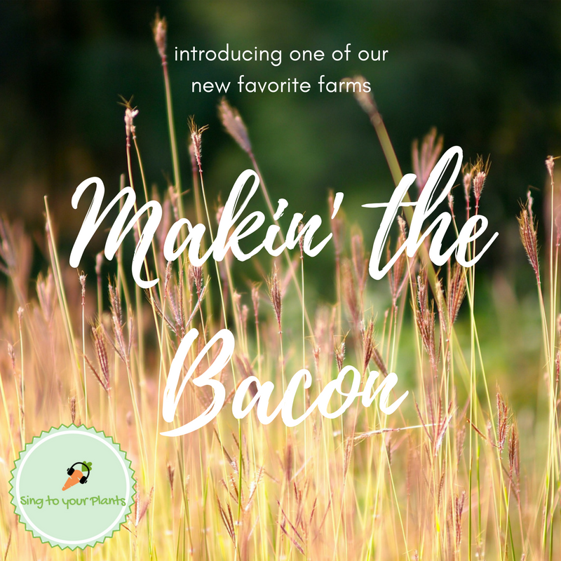 Makin’ the Bacon